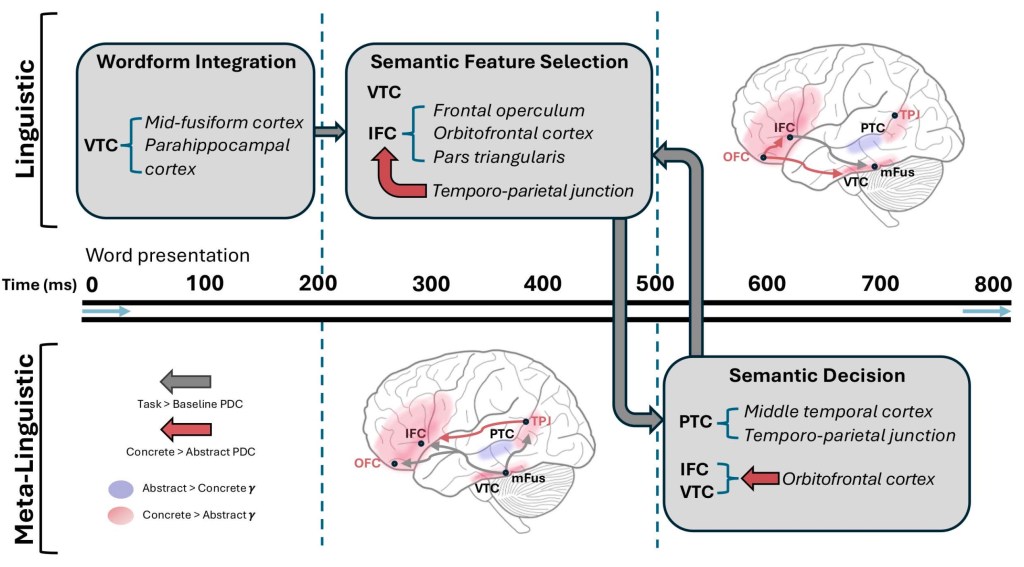 Frontotemporal network interactions causally support rapid concreteness judgments during reading